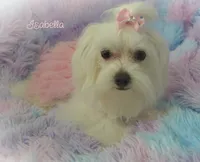 Isabella, a female Maltese and Mal Shi for sale in Chagrin Falls, OH – 7 of 8