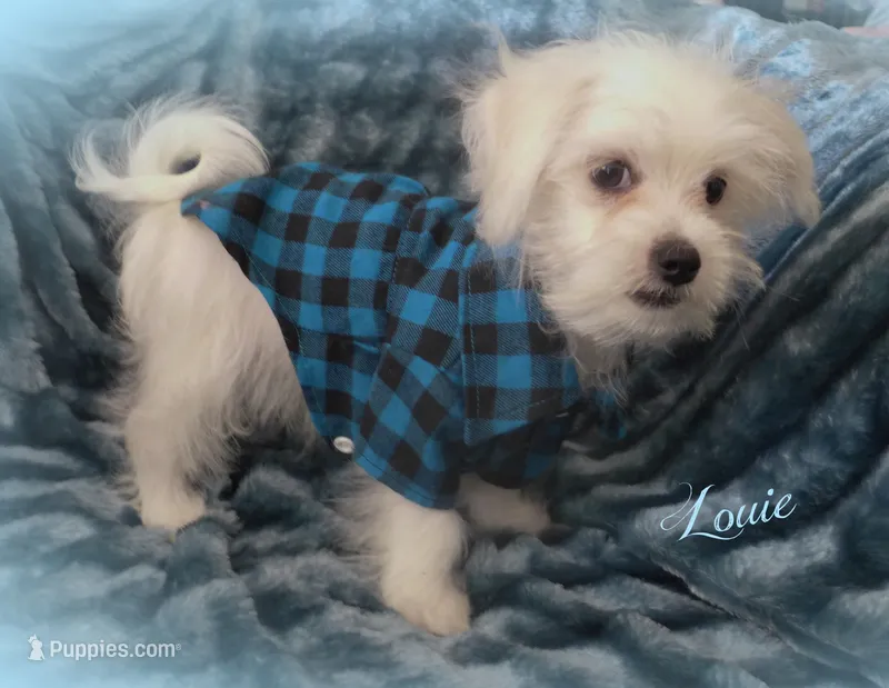 Louie – Maltese, Mal Shi puppy for sale in Chagrin Falls, OH
