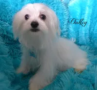 Oakley, a male Maltese for sale in Chagrin Falls, OH – Photo 2 of 7