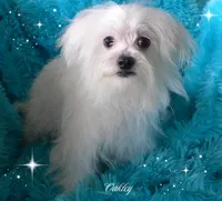 Oakley, a male Maltese for sale in Chagrin Falls, OH – Photo 7 of 7