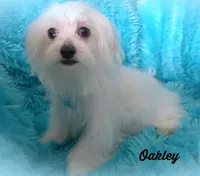 Oakley, a male Maltese for sale in Chagrin Falls, OH – Photo 5 of 7