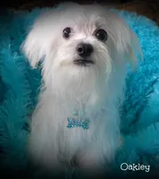 Oakley, a male Maltese for sale in Chagrin Falls, OH – Photo 6 of 7