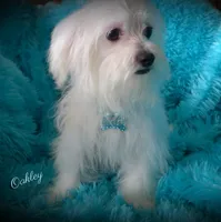 Oakley, a male Maltese for sale in Chagrin Falls, OH – Photo 3 of 7