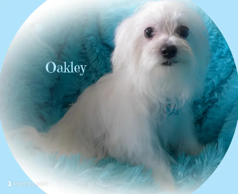 Oakley – Maltese puppy for sale in Chagrin Falls, OH