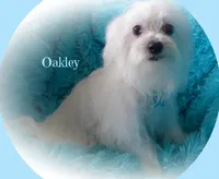 Oakley, a male Maltese for sale in Chagrin Falls, OH – Photo 1 of 7