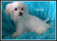 Oakley, a male Maltese for sale in Chagrin Falls, OH – Photo 4 of 7