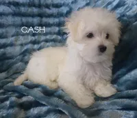 Cash, a male Maltipoo and Maltese for sale in Chagrin Falls, OH – Photo 7 of 8