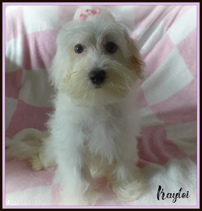 Kaylei – Maltipoo, Maltese puppy for sale in Chagrin Falls, OH