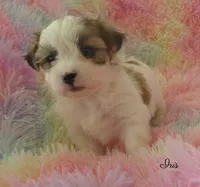 Iris, a female Maltese and Mal Shi for sale in Chagrin Falls, OH – 2 of 7
