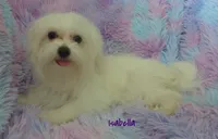 Isabella, a female Maltese and Mal Shi for sale in Chagrin Falls, OH – 6 of 8