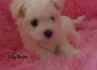 Lily Rose, a female Maltipoo and Maltese for sale in Chagrin Falls, OH – 7 of 7