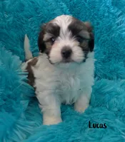 Lucas, a male Maltese and Mal Shi for sale in Chagrin Falls, OH – 3 of 6