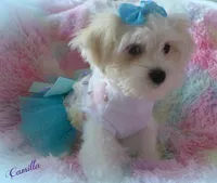 Camilla, a female Maltese and Mal Shi for sale in Chagrin Falls, OH – 8 of 10