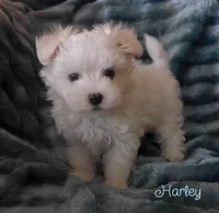 Harley, a male Maltipoo and Maltese for sale in Chagrin Falls, OH – 2 of 6