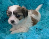 Myles, a male Maltese and Mal Shi for sale in Chagrin Falls, OH – 5 of 5