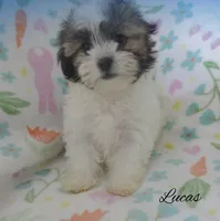 Lucas, a male Maltese and Mal Shi for sale in Chagrin Falls, OH – 2 of 5