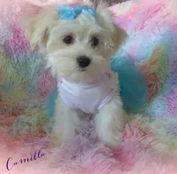 Camilla, a female Maltese and Mal Shi for sale in Chagrin Falls, OH – 7 of 10