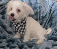 Louie, a male Maltese and Mal Shi for sale in Chagrin Falls, OH – 3 of 6