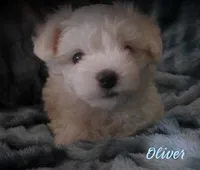 Oliver, a male Maltipoo and Maltese for sale in Chagrin Falls, OH – 4 of 5