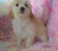 Evelyn, a female Maltipoo and Maltese for sale in Chagrin Falls, OH – 6 of 6