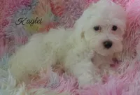 Kaylei, a female Maltipoo and Maltese for sale in Chagrin Falls, OH – 4 of 8