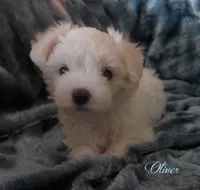 Oliver, a male Maltipoo and Maltese for sale in Chagrin Falls, OH – 3 of 5
