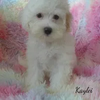 Kaylei, a female Maltipoo and Maltese for sale in Chagrin Falls, OH – 1 of 8