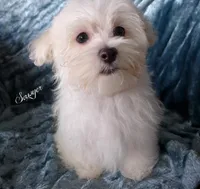 Sawyer, a male Mal Shi for sale in Chagrin Falls, OH – Photo 2 of 6