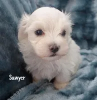 Sawyer, a male Mal Shi for sale in Chagrin Falls, OH – Photo 4 of 6