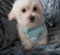 Sawyer, a male Mal Shi for sale in Chagrin Falls, OH – Photo 4 of 6