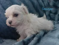 Sawyer, a male Mal Shi for sale in Chagrin Falls, OH – Photo 2 of 6