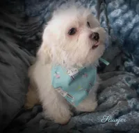 Sawyer, a male Mal Shi for sale in Chagrin Falls, OH – Photo 5 of 6