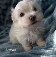 Sawyer, a male Mal Shi for sale in Chagrin Falls, OH – Photo 1 of 6