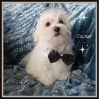 Sawyer, a male Mal Shi for sale in Chagrin Falls, OH – Photo 1 of 6