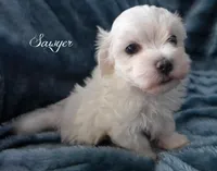 Sawyer, a male Mal Shi for sale in Chagrin Falls, OH – Photo 5 of 6