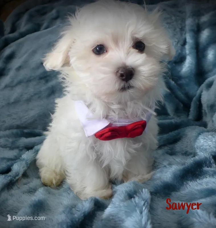 Sawyer