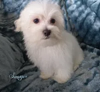 Sawyer, a male Mal Shi for sale in Chagrin Falls, OH – Photo 6 of 6