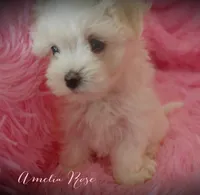 Amelia Rose, a female Maltipoo and Maltese for sale in Chagrin Falls, OH – 5 of 5