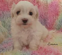 Emma, a female Mal Shi for sale in Chagrin Falls, OH – Photo 3 of 5