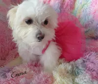 Emma, a female Mal Shi for sale in Chagrin Falls, OH – Photo 5 of 7