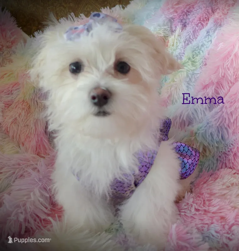 Emma – Mal Shi puppy on hold in Chagrin Falls, OH