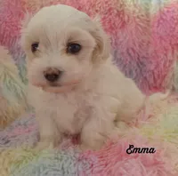 Emma, a female Mal Shi for sale in Chagrin Falls, OH – Photo 2 of 5