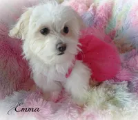 Emma, a female Mal Shi for sale in Chagrin Falls, OH – Photo 7 of 7