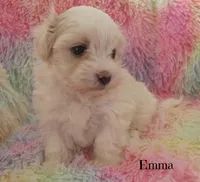 Emma, a female Mal Shi for sale in Chagrin Falls, OH – Photo 4 of 5