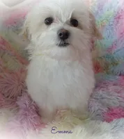 Emma, a female Mal Shi for sale in Chagrin Falls, OH – Photo 3 of 7