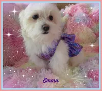 Emma, a female Mal Shi for sale in Chagrin Falls, OH – Photo 1 of 7