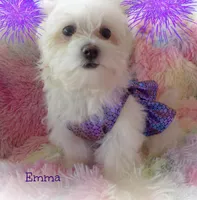 Emma, a female Mal Shi for sale in Chagrin Falls, OH – Photo 2 of 7