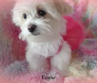 Emma, a female Mal Shi for sale in Chagrin Falls, OH – Photo 6 of 7