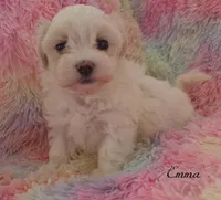 Emma, a female Mal Shi for sale in Chagrin Falls, OH – Photo 1 of 5