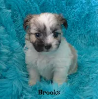 Brooks, a male Maltese and Mal Shi for sale in Chagrin Falls, OH – 6 of 6